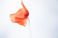 papaver