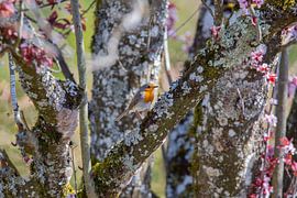 Roodborstje op een boomstam in de lente van Martin Steiner