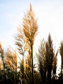 Panaches d'herbe sur Mike Frinking