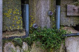 Nature in the dyke body by didier de borle