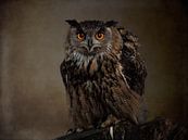 Eurasian eagle owl par Beeld Creaties Ed Steenhoek | Photographie et images artificielles Aperçu