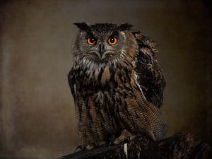 Uhu — dramatisches Tierporträt