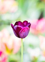 Purple tulip on green background