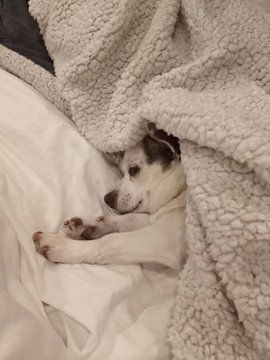 Chihuahua by Tineke Van steenbergen