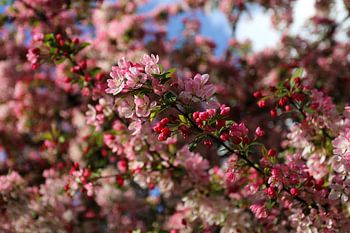 Bloesem in roze tinten