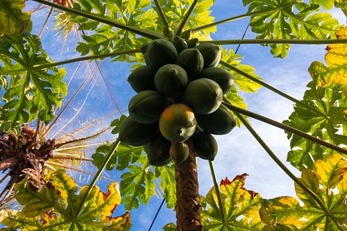 Papaja's in de boom