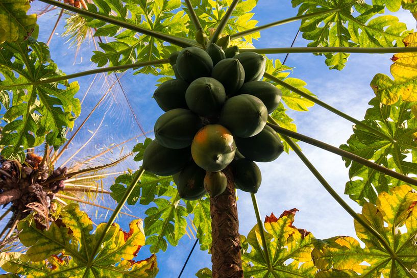 Les papayes dans l'arbre par Adri Vollenhouw