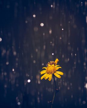 Gele bloem in de regen