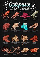 Octopus variety from all over the world