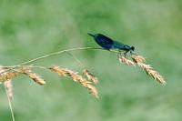 Macrophoto d'une demoiselle dans un ruisseau de prairie