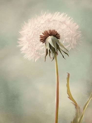 Dandelion by Japandi Art Studio
