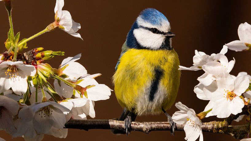 Beginning of spring by Ard Jan Grimbergen