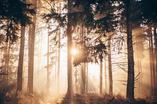 Sunbeams through the trees during sunrise in the forest