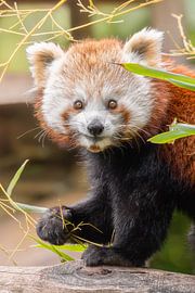 Porträt eines Roten Pandas von Triki Photography