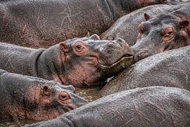 Gruppe von untergetauchten Flusspferden