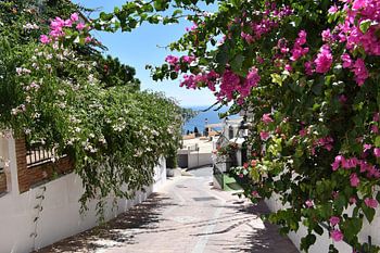 A street lined with flowering trees