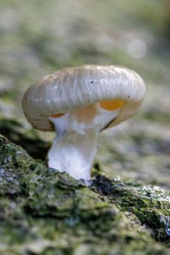 champignon de porcelaine