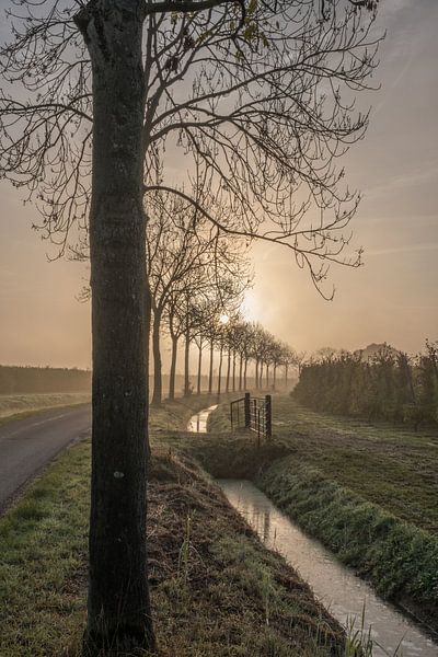 Mooie bomenlaand par Moetwil en van Dijk - Fotografie