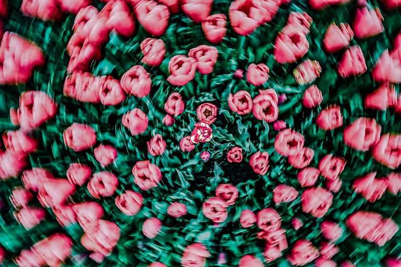 Torsion de tulipe par FinePixel