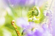 Young fern spring! by Miranda van Hulst thumbnail
