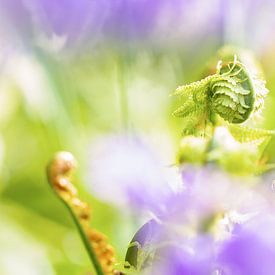 Young fern spring! by Miranda van Hulst