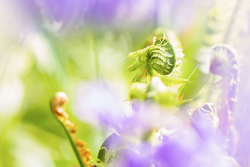 Young fern spring! by Miranda van Hulst