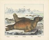 Phoque. / Sea-dog. / Seehund. / Foca. / Seal, firm of Joseph Scholz, 1829 - 1880 by Gave Meesters thumbnail