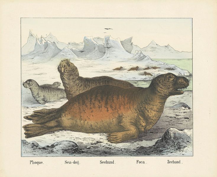 Phoque. / Sea-dog. / Seehund. / Foca. / Seal, firm of Joseph Scholz, 1829 - 1880 by Gave Meesters