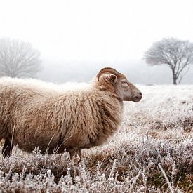 Moutons sur Bas Hermsen