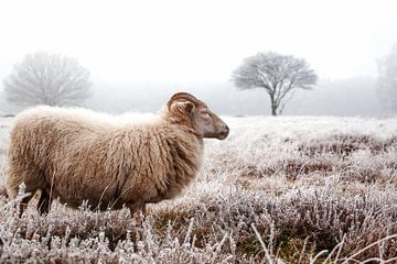 Schaf im Moor von Bas Hermsen