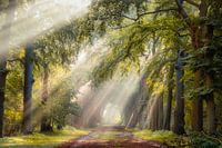 Lichtgevende bomen op een zomerse ochtend in Hilversum