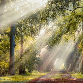 Leuchtende Bäume an einem Sommermorgen in Hilversum von gooifotograaf