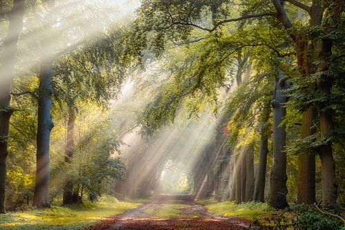 Luminous trees on a summer morning in Hilversum