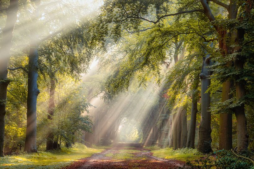Des arbres lumineux un matin d'été à Hilversum par gooifotograaf