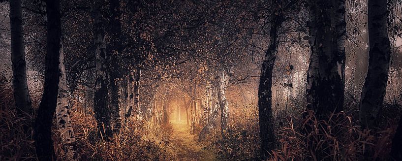 Herfst droom . Loofbos. Autumn forest. van Saskia Dingemans Awarded Photographer