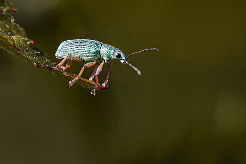 Klaar voor de sprong?