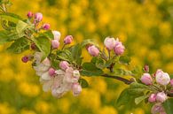 Blossom by Moetwil en van Dijk - Fotografie thumbnail