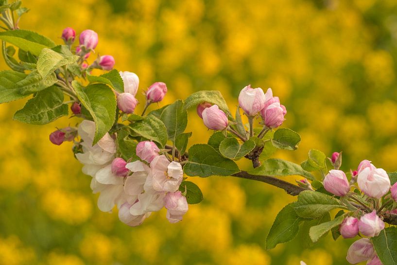 Blossom by Moetwil en van Dijk - Fotografie
