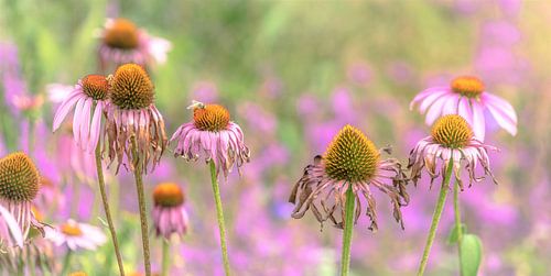 De schoonheid van verval