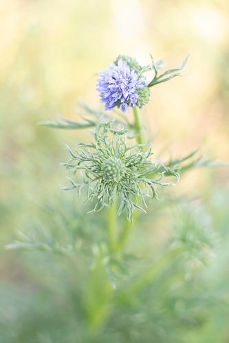 Sea holly