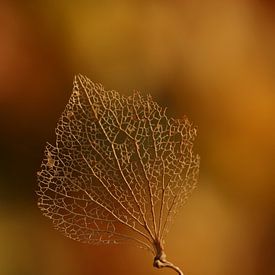 Autumn sur Chantal Tamming