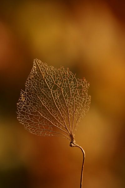 Autumn par Chantal Tamming