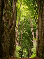 Verwunschener Wald