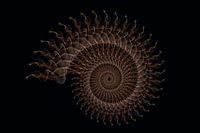 Fractal 1