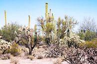 Kalifornien Landschaft mit Saguaro Kaktus bei Joshua Tree und Wüste von Marianne van der Zee Miniaturansicht
