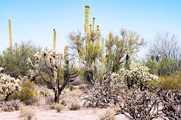 California Landscape with Saguaro Cactus near Joshua Tree and desert