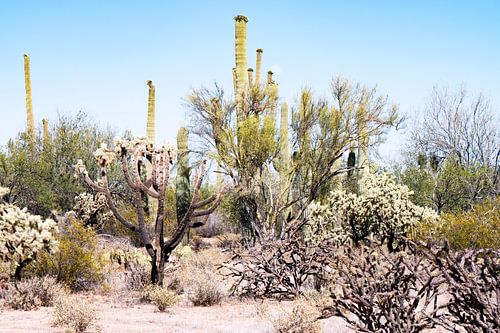 Californië  woestijn landschap met Saguaro Cactus omgeving Joshua Tree en woestijn