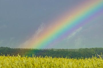 Rainbow by Sylvio Dittrich