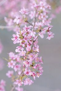 Branche de fleur rose