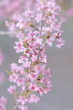 Pink blossom branch